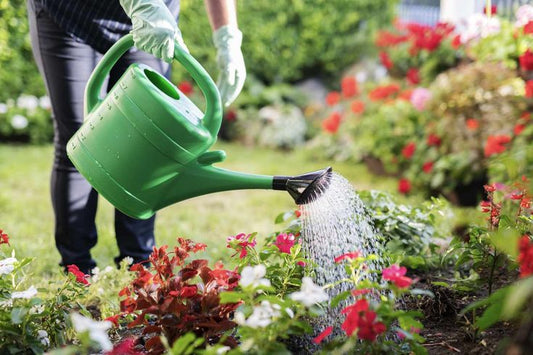 Summer Plant Care Tips 🌞🌿