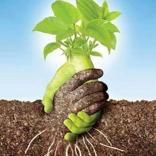 🌿 Nourish Your Soil, Nourish Your Garden: The Good Soil Co.’s Secret to Thriving Plants!