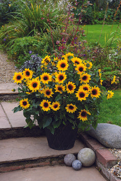 Light Up Your Plant’s Life: Find the Perfect Sunspot for Every Plant
